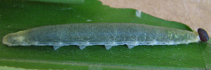 Larvae